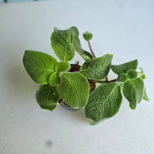 Load image into Gallery viewer, #W60 Episcia Blue Heaven