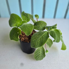 Load image into Gallery viewer, #W60 Episcia Blue Heaven