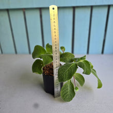 Load image into Gallery viewer, #W60 Episcia Blue Heaven