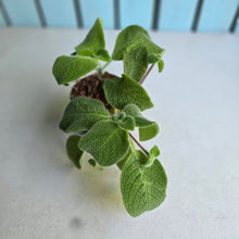 Load image into Gallery viewer, #W60 Episcia Blue Heaven