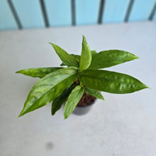Load image into Gallery viewer, #104 Monstera Obliqua Amazonas