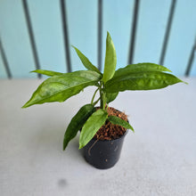 Load image into Gallery viewer, #104 Monstera Obliqua Amazonas