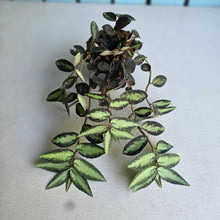 Load image into Gallery viewer, #W17 Pellionia Repens