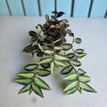 Load image into Gallery viewer, #W17 Pellionia Repens