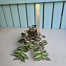 Load image into Gallery viewer, #W17 Pellionia Repens