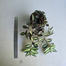 Load image into Gallery viewer, #W17 Pellionia Repens