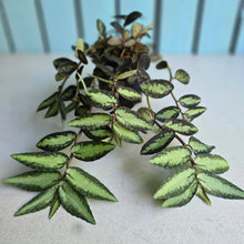 Load image into Gallery viewer, #W17 Pellionia Repens