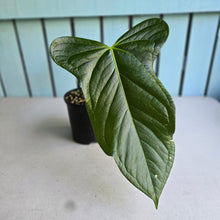 Load image into Gallery viewer, #W36 Anthurium Truncicola x Dark Night