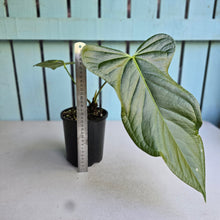 Load image into Gallery viewer, #W36 Anthurium Truncicola x Dark Night