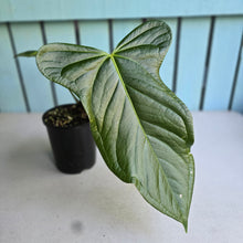 Load image into Gallery viewer, #W36 Anthurium Truncicola x Dark Night