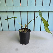 Load image into Gallery viewer, #W36 Anthurium Truncicola x Dark Night