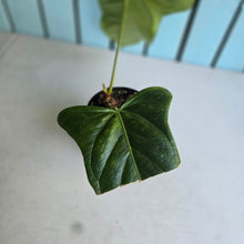 Load image into Gallery viewer, #W36 Anthurium Truncicola x Dark Night