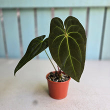 Load image into Gallery viewer, #R28 Anthurium NOID