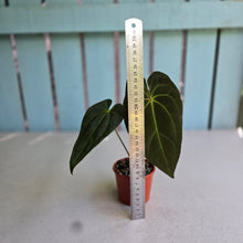 Load image into Gallery viewer, #R28 Anthurium NOID