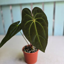 Load image into Gallery viewer, #R28 Anthurium NOID