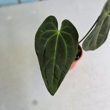 Load image into Gallery viewer, #R28 Anthurium NOID