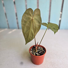 Load image into Gallery viewer, #R28 Anthurium NOID