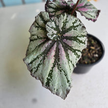 Load image into Gallery viewer, #RA11 Begonia Unknown