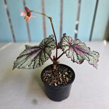 Load image into Gallery viewer, #RA11 Begonia Unknown
