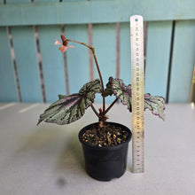 Load image into Gallery viewer, #RA11 Begonia Unknown