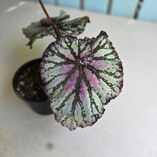 Load image into Gallery viewer, #RA11 Begonia Unknown