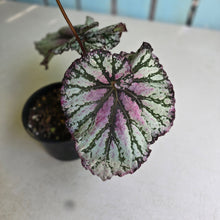 Load image into Gallery viewer, #RA11 Begonia Unknown