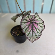 Load image into Gallery viewer, #RA11 Begonia Unknown