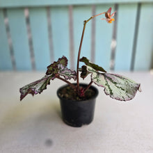 Load image into Gallery viewer, #RA11 Begonia Unknown