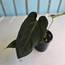 Load image into Gallery viewer, #R51 Dark Anthurium NOID