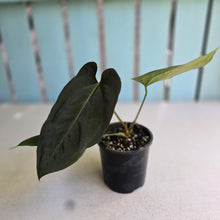 Load image into Gallery viewer, #R51 Dark Anthurium NOID