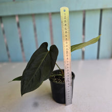 Load image into Gallery viewer, #R51 Dark Anthurium NOID