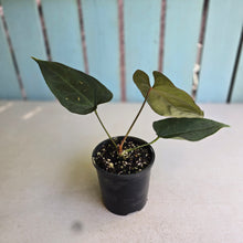 Load image into Gallery viewer, #R51 Dark Anthurium NOID