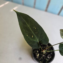 Load image into Gallery viewer, #R51 Dark Anthurium NOID
