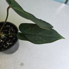 Load image into Gallery viewer, #R51 Dark Anthurium NOID