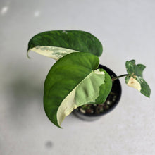 Load image into Gallery viewer, #R168 Variegated Syngonium Chiapense