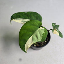 Load image into Gallery viewer, #R168 Variegated Syngonium Chiapense