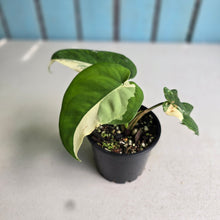 Load image into Gallery viewer, #R168 Variegated Syngonium Chiapense