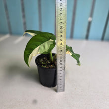 Load image into Gallery viewer, #R168 Variegated Syngonium Chiapense