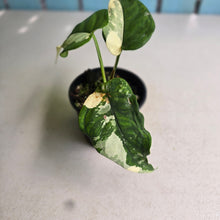 Load image into Gallery viewer, #R168 Variegated Syngonium Chiapense