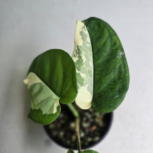 Load image into Gallery viewer, #R168 Variegated Syngonium Chiapense