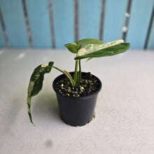 Load image into Gallery viewer, #R168 Variegated Syngonium Chiapense