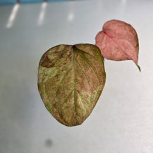 Load image into Gallery viewer, #D888 Caladium - Greg Oldano Hybrid