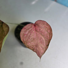 Load image into Gallery viewer, #D888 Caladium - Greg Oldano Hybrid