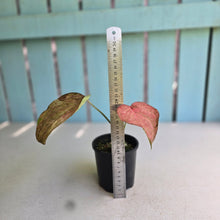 Load image into Gallery viewer, #D888 Caladium - Greg Oldano Hybrid