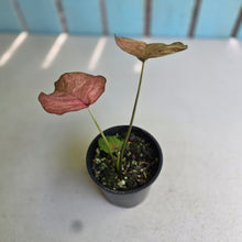 Load image into Gallery viewer, #D888 Caladium - Greg Oldano Hybrid