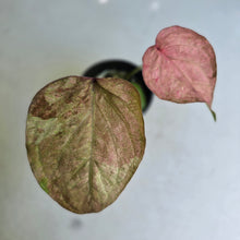 Load image into Gallery viewer, #D888 Caladium - Greg Oldano Hybrid