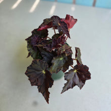 Load image into Gallery viewer, #D89 Begonia Unknown
