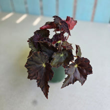 Load image into Gallery viewer, #D89 Begonia Unknown