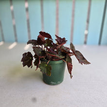 Load image into Gallery viewer, #D89 Begonia Unknown