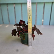 Load image into Gallery viewer, #D89 Begonia Unknown